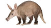 Aardvarks Model hobby